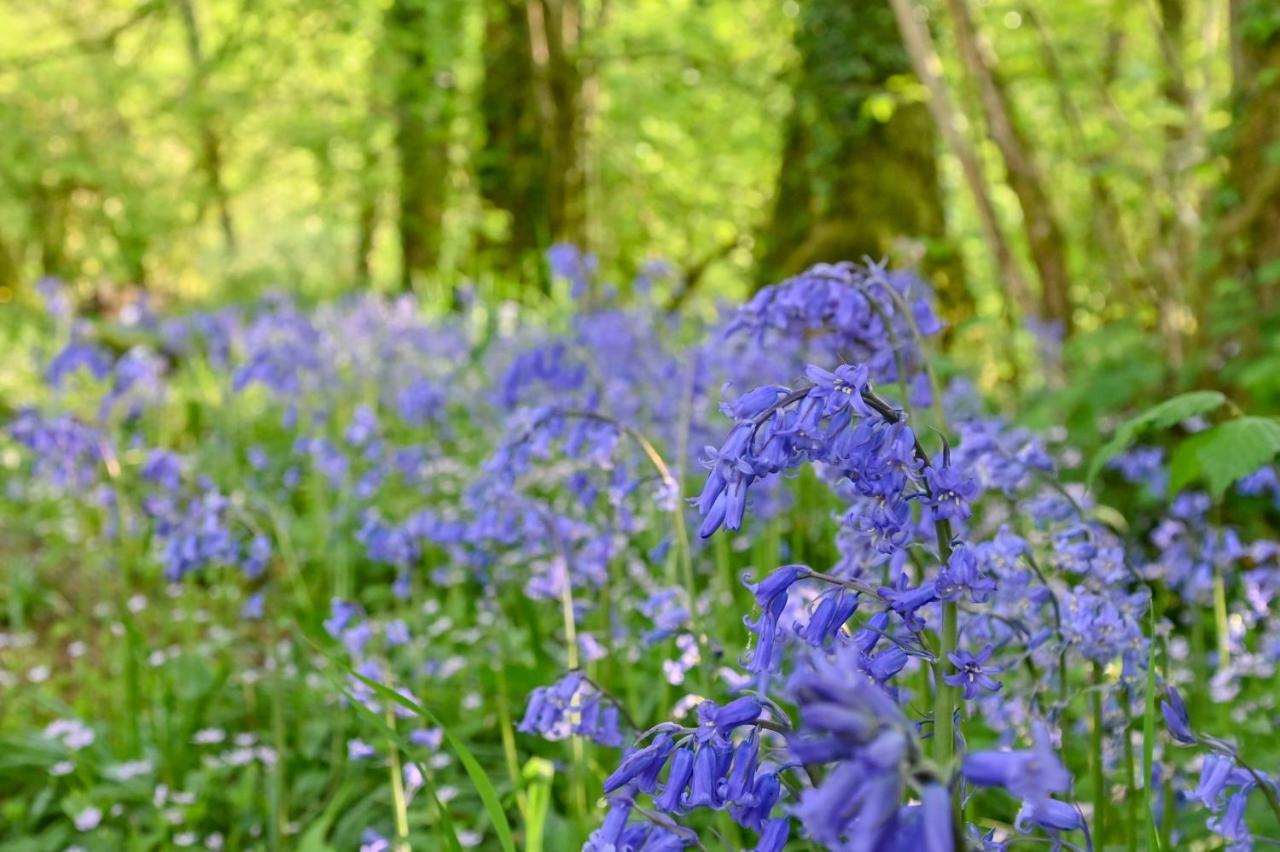 Wray Valley Moretonhampstead Exteriér fotografie
